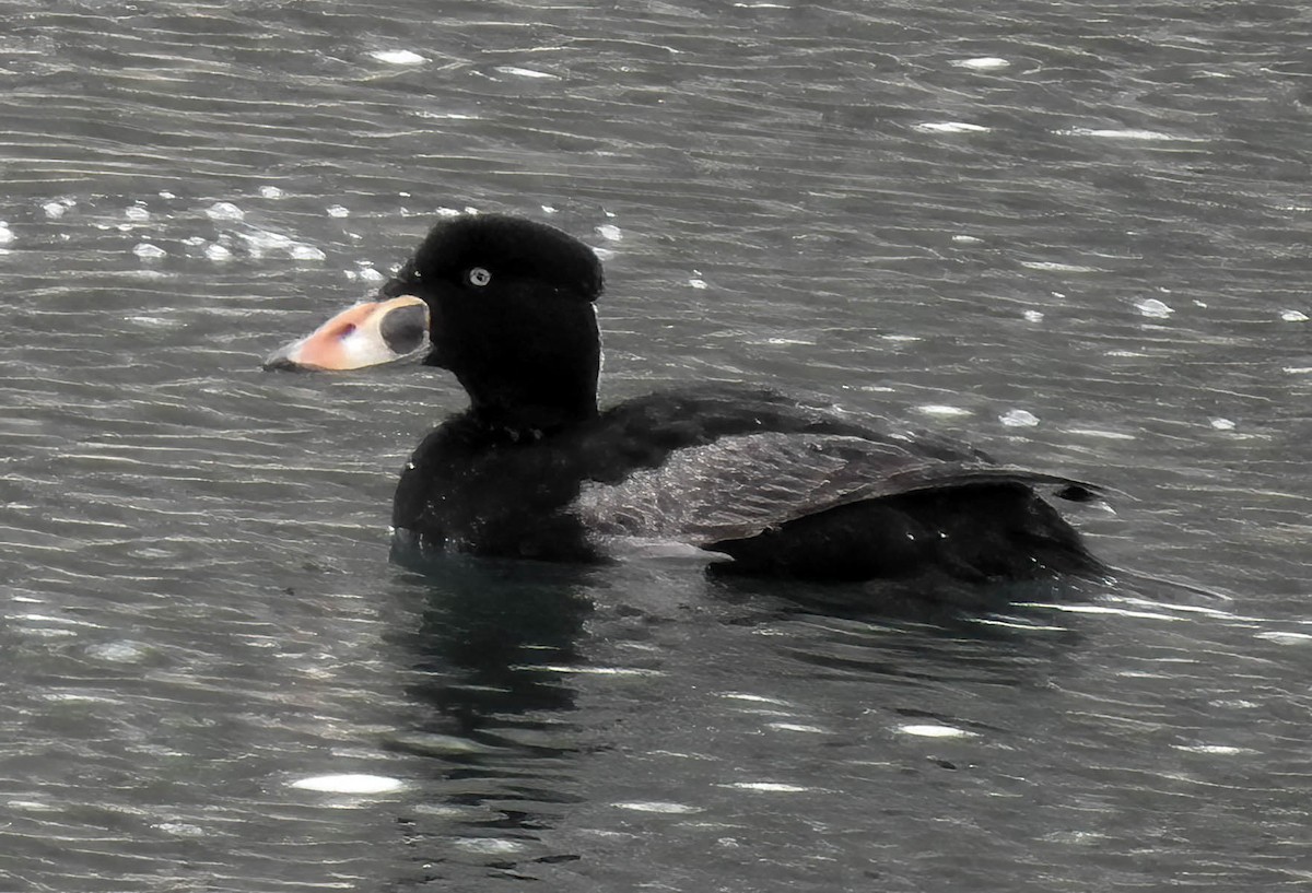 Surf Scoter - ML617579899