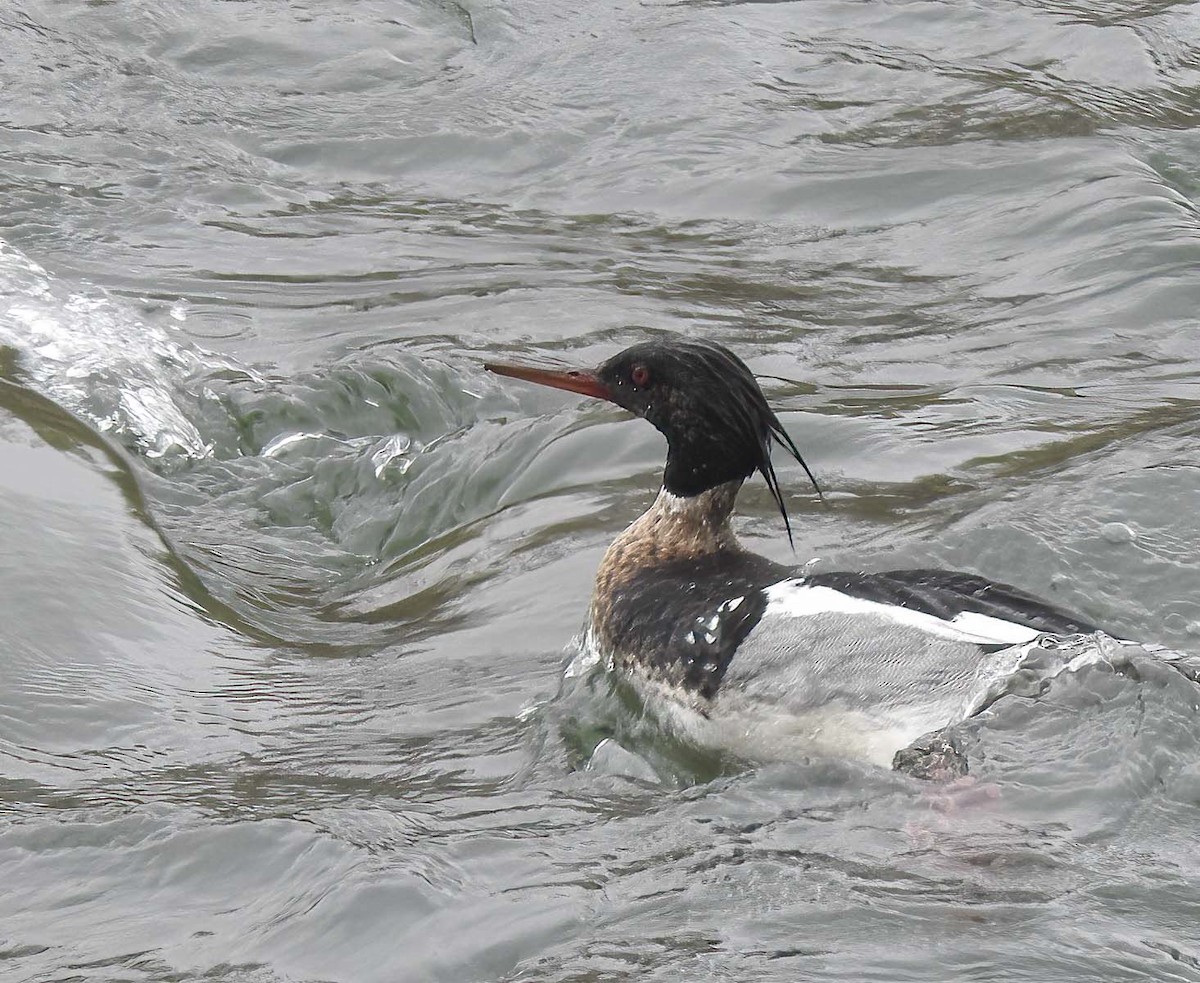 Red-breasted Merganser - ML617579921