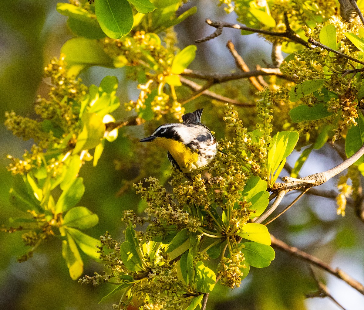 Yellow-throated Warbler - Hap Ellis