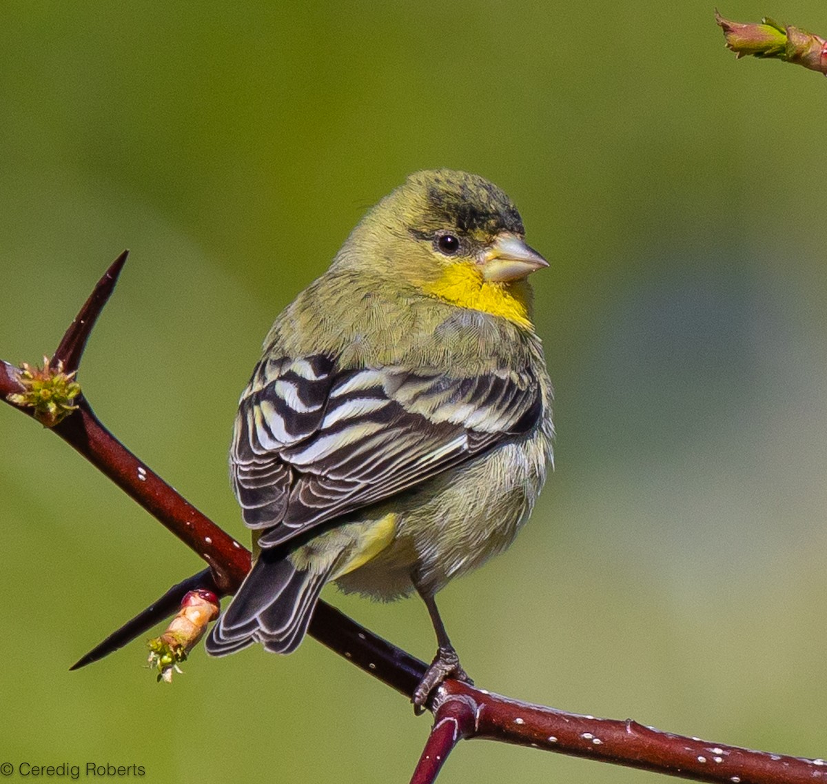 Lesser Goldfinch - ML617579949