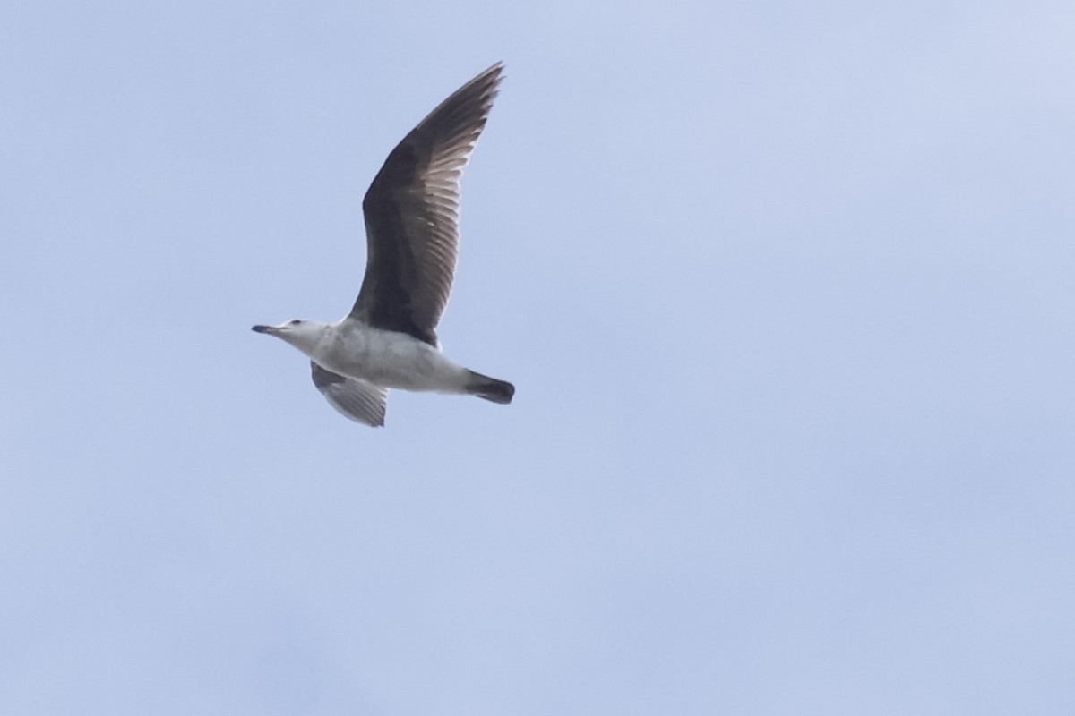 goéland ou mouette sp. - ML617579955