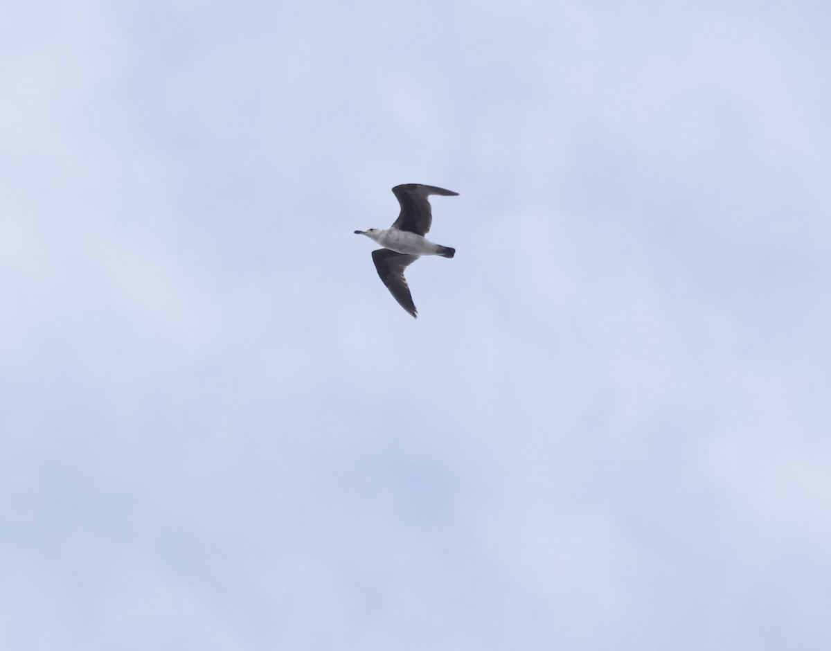 gull sp. - ML617579956