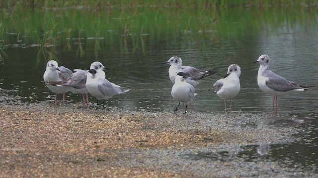 Gull-billed Tern - ML617579990