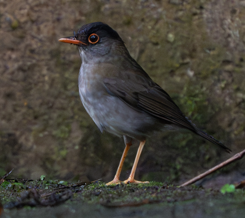 Black-headed Nightingale-Thrush - ML617580020