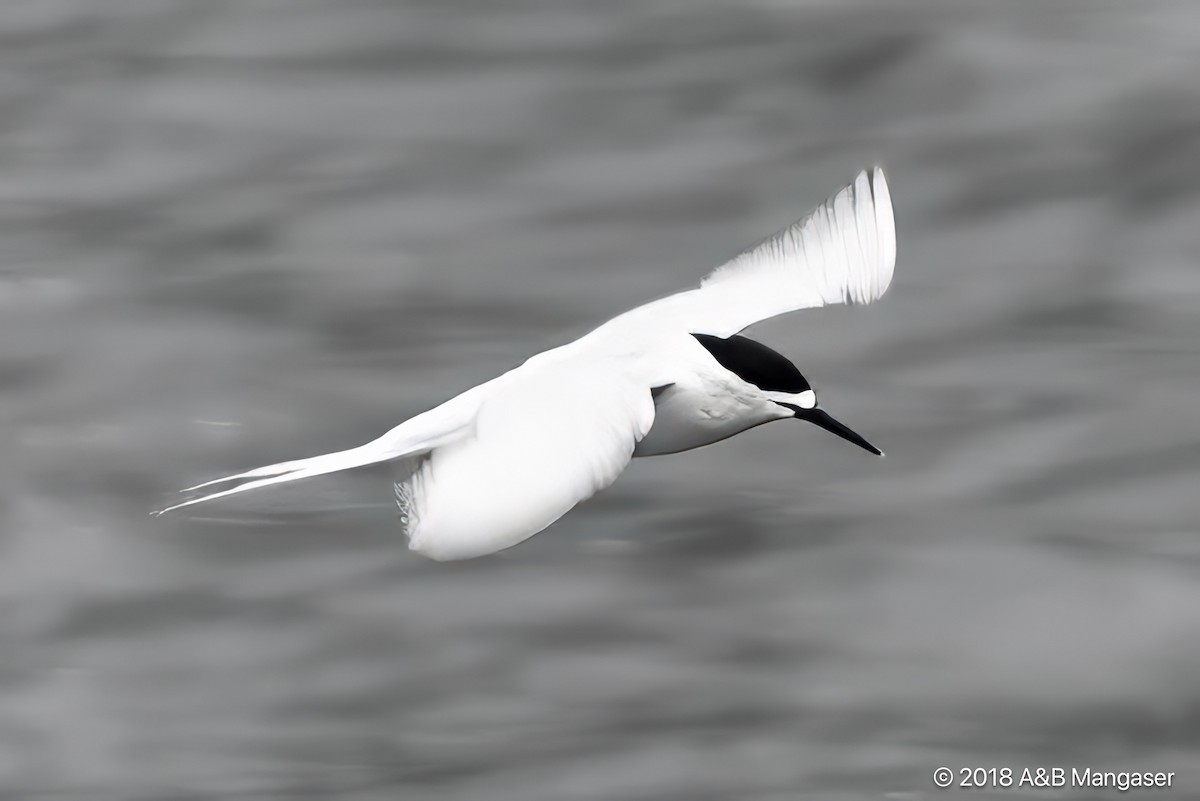 White-fronted Tern - ML617580021