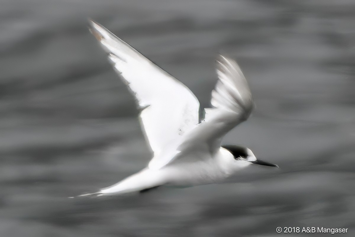 White-fronted Tern - ML617580022