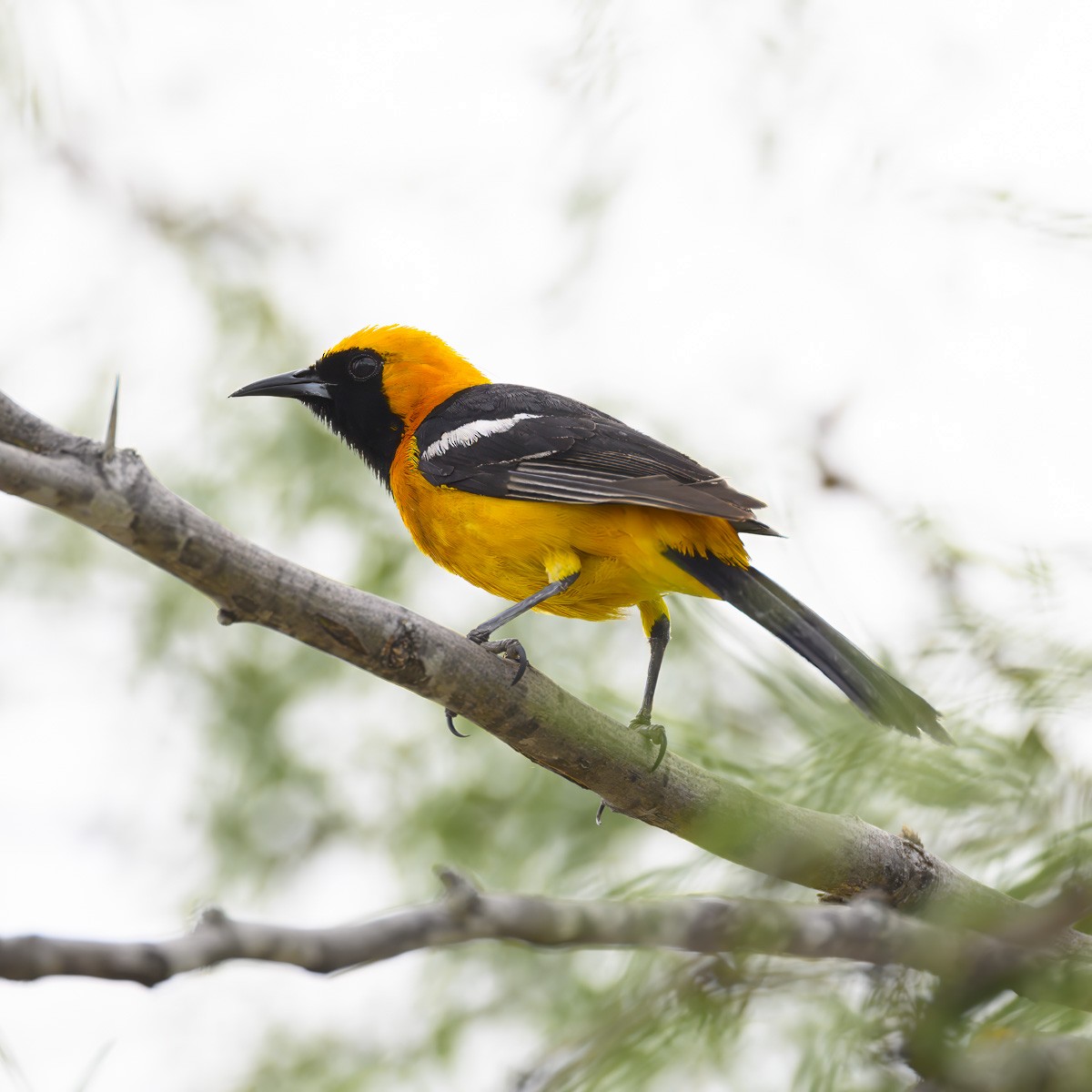 Hooded Oriole - ML617580035