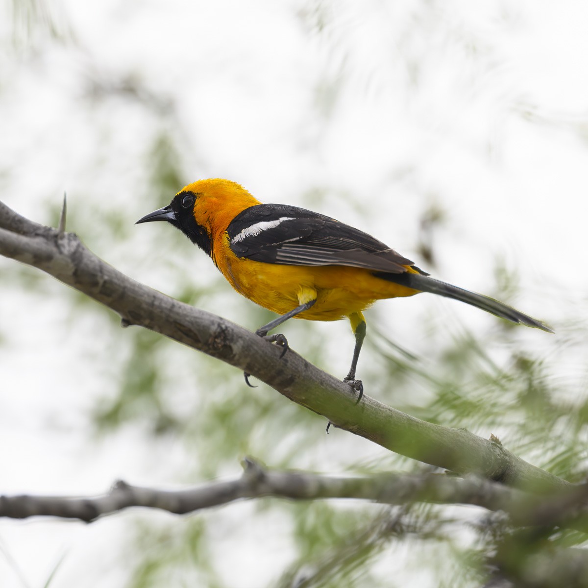 Hooded Oriole - ML617580036