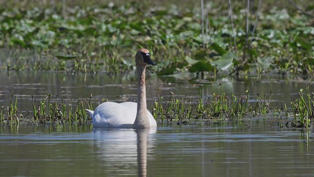 Trompeterschwan - ML617580041