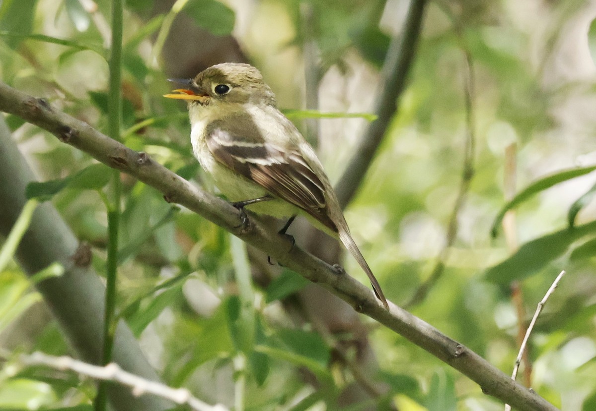 Western Flycatcher - ML617580046