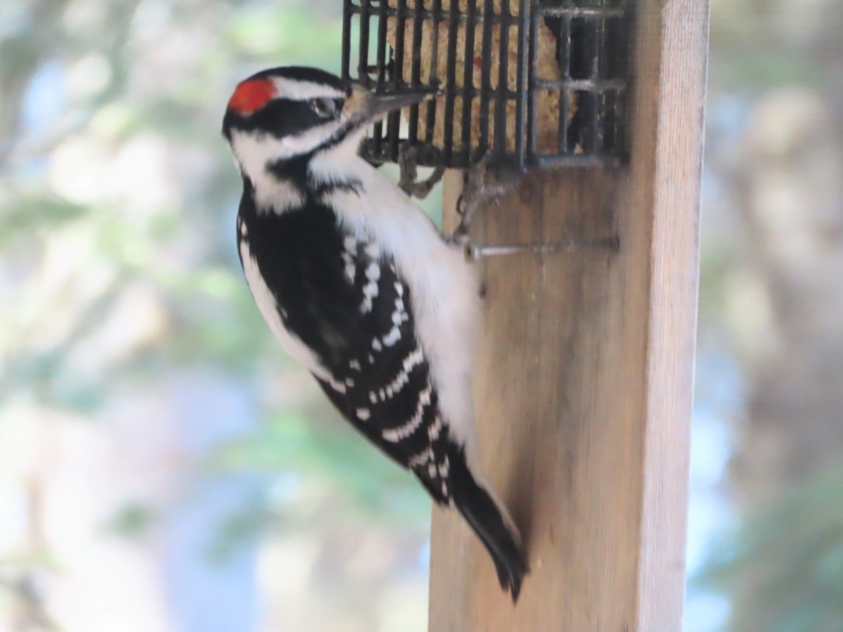 Hairy Woodpecker - ML617580074