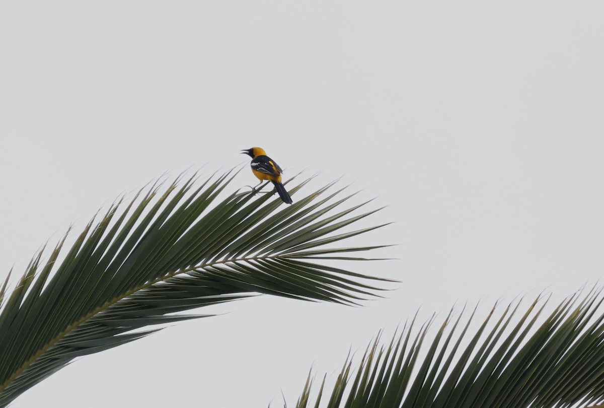 Hooded Oriole - ML617580116