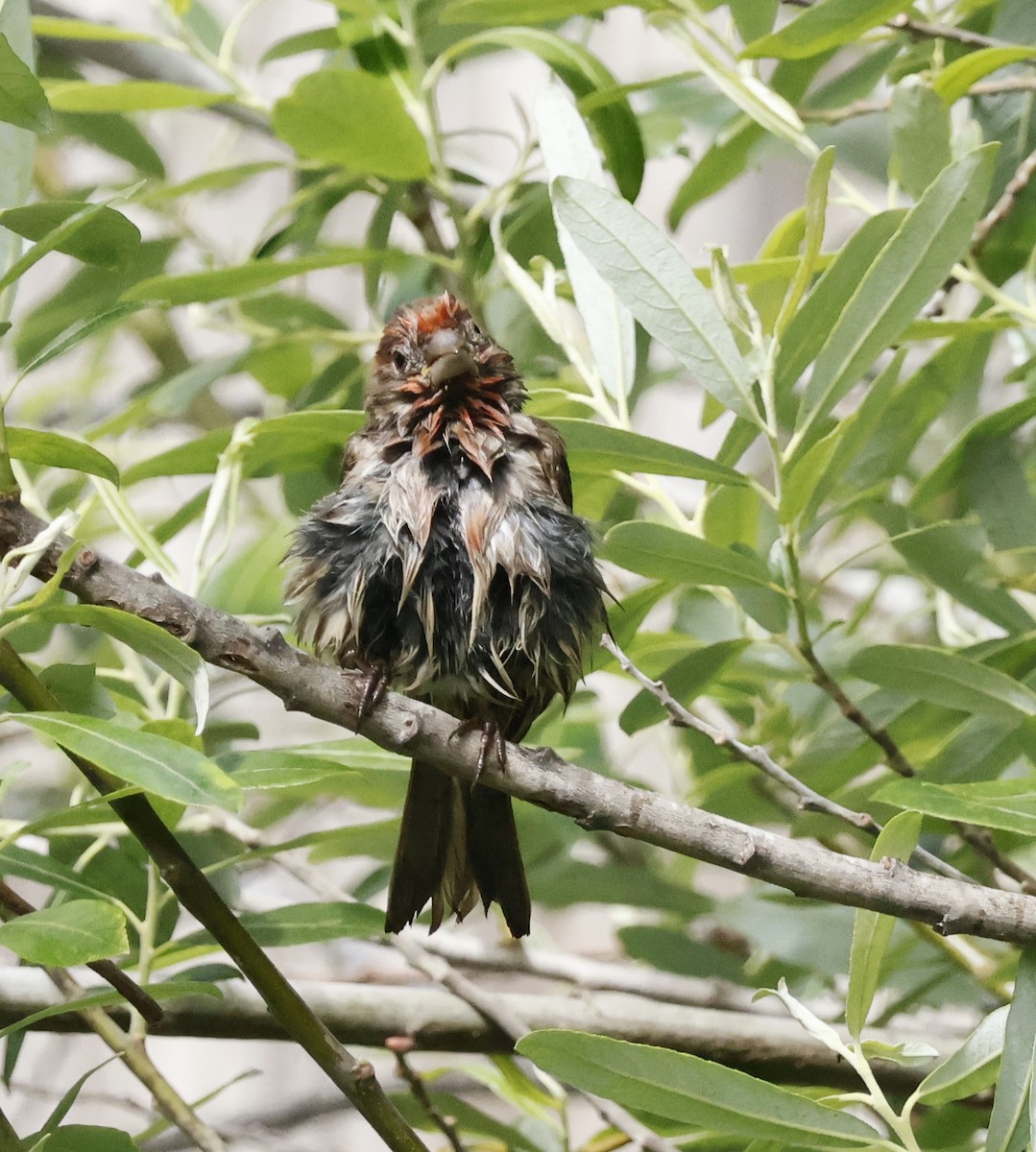 House Finch - ML617580120