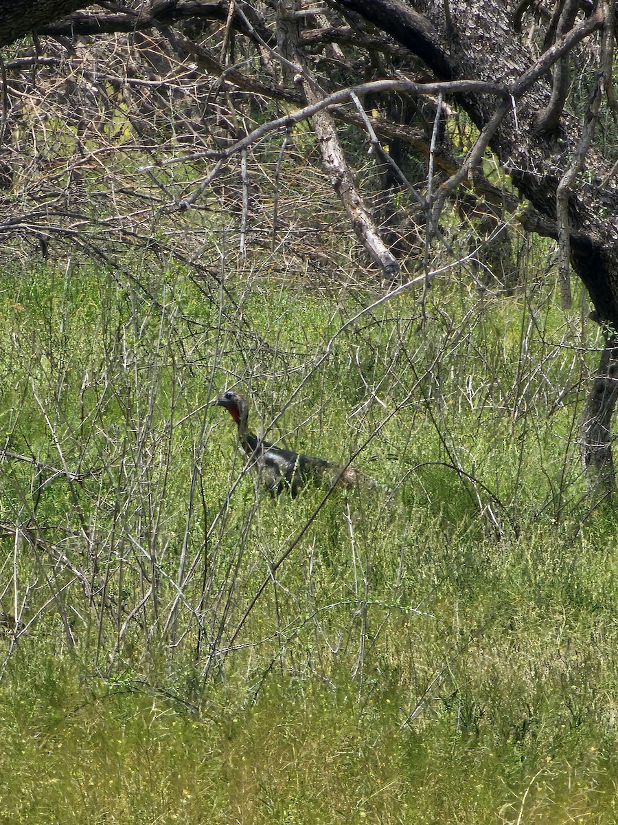 Wild Turkey - ML617580125