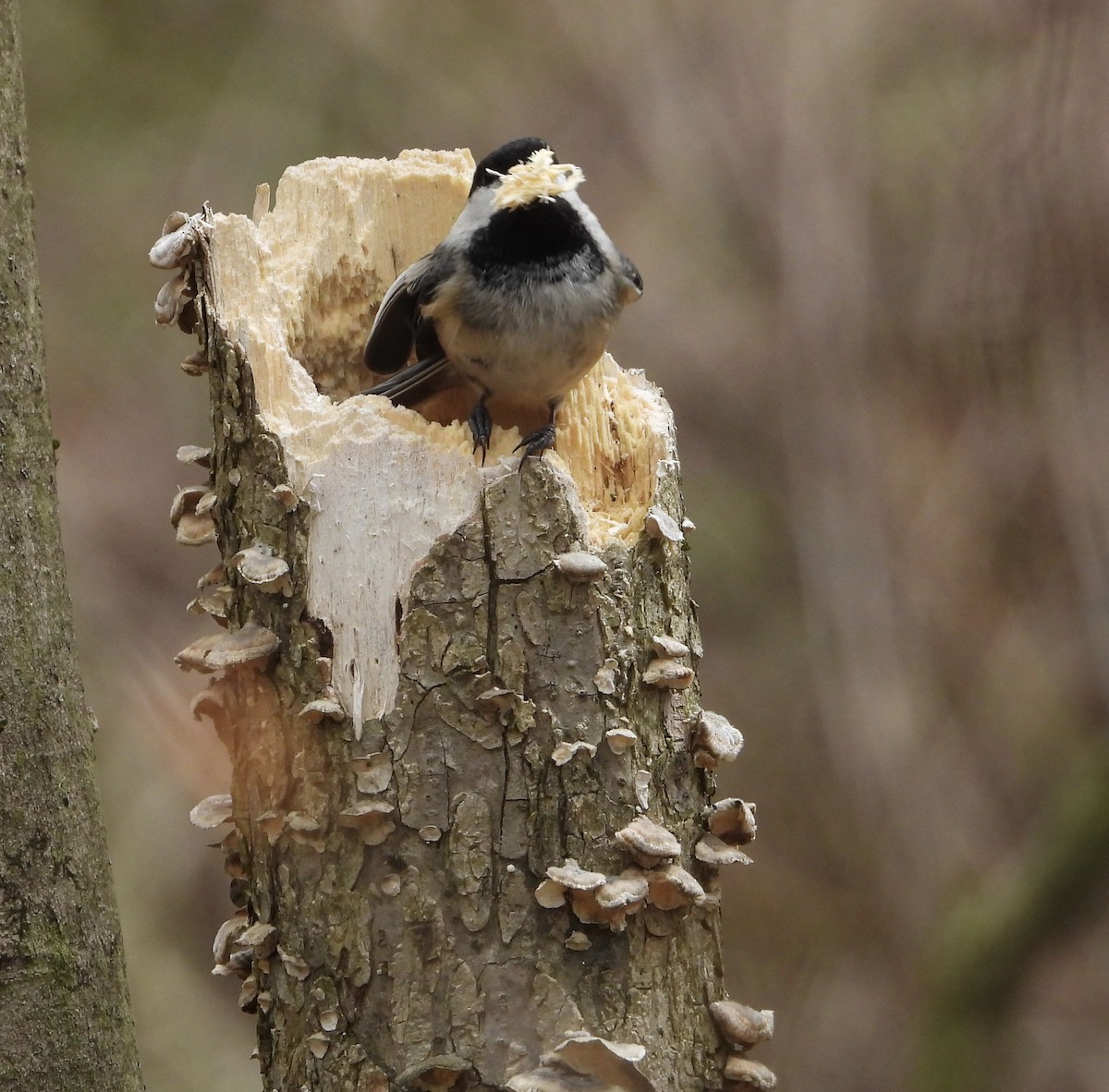 Black-capped Chickadee - ML617580142