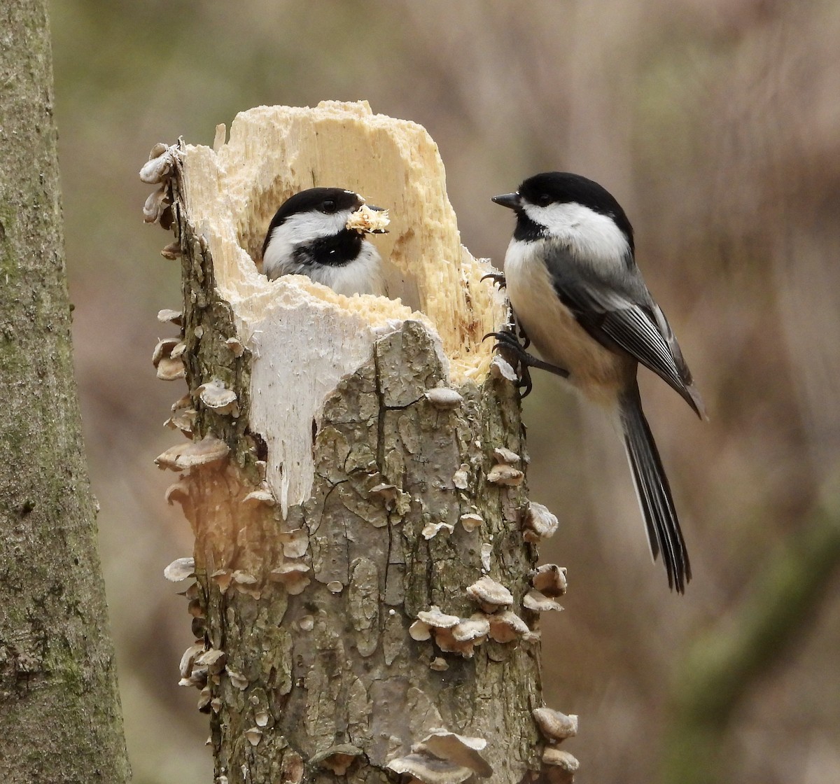 Mésange à tête noire - ML617580143