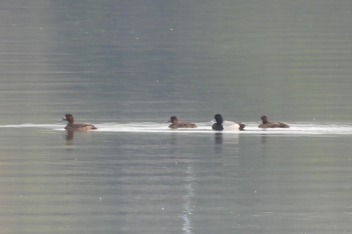 Greater Scaup - ML617580159