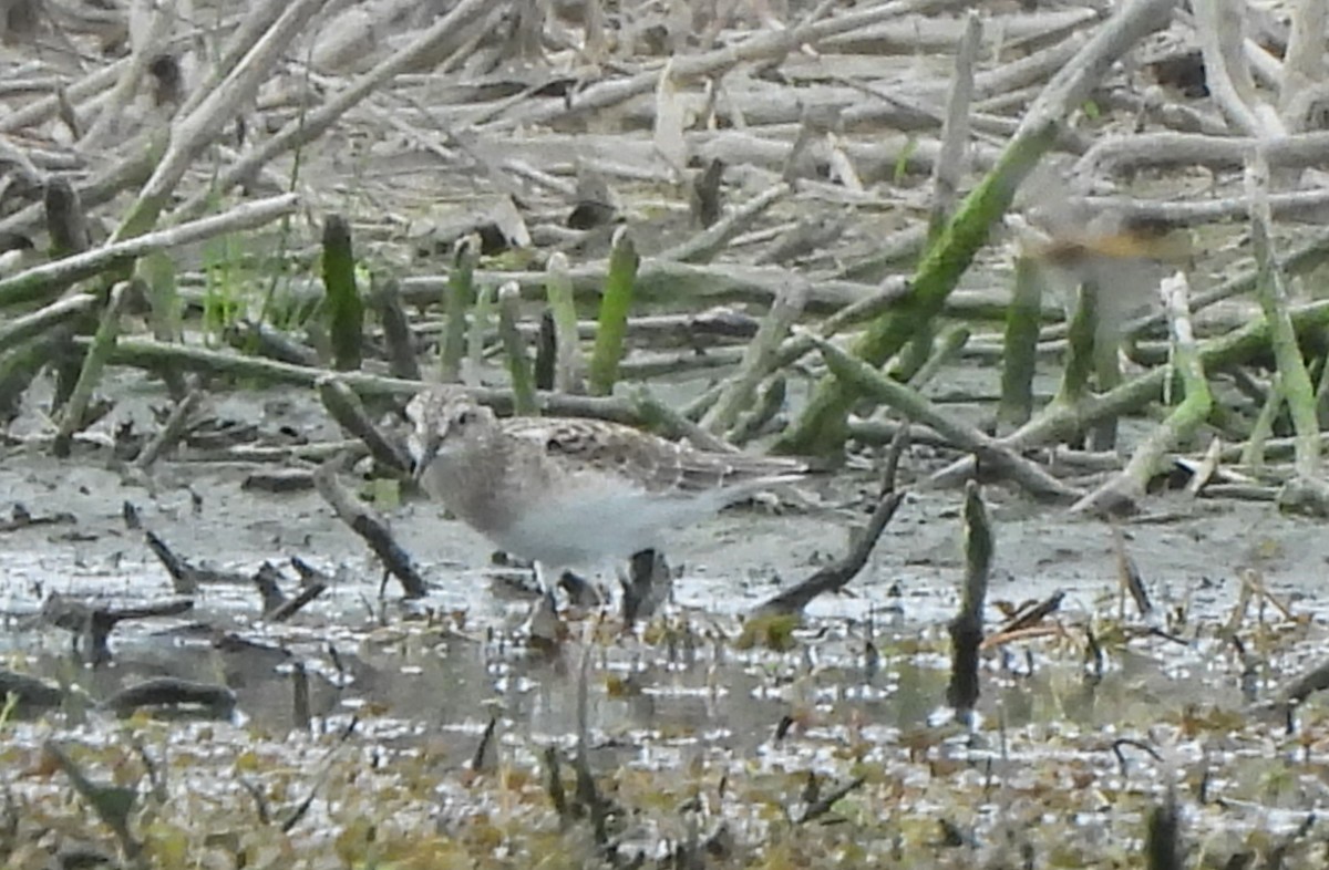 Baird's Sandpiper - ML617580179