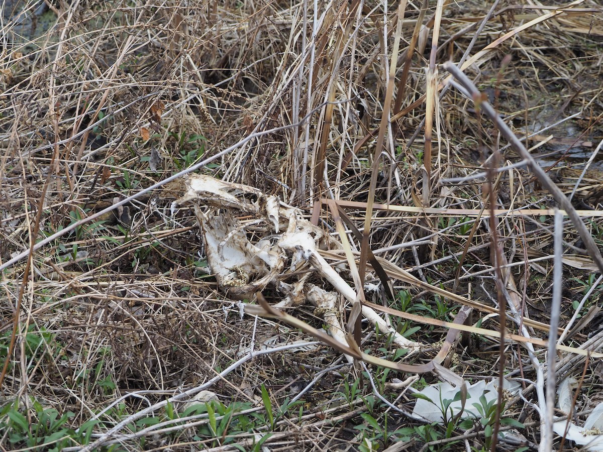 ub. svane (Cygnus sp.) - ML617580220