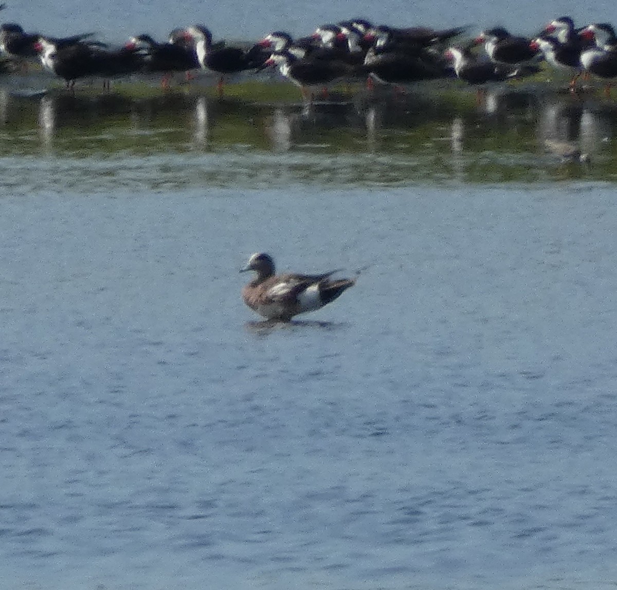 Canard d'Amérique - ML617580232