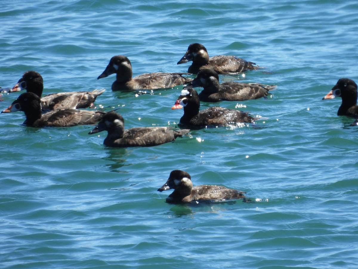 Surf Scoter - ML617580256