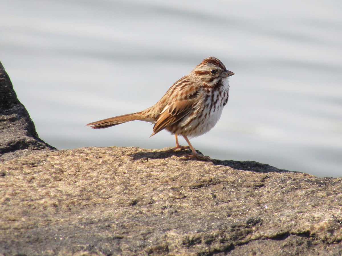 Song Sparrow - ML617580284