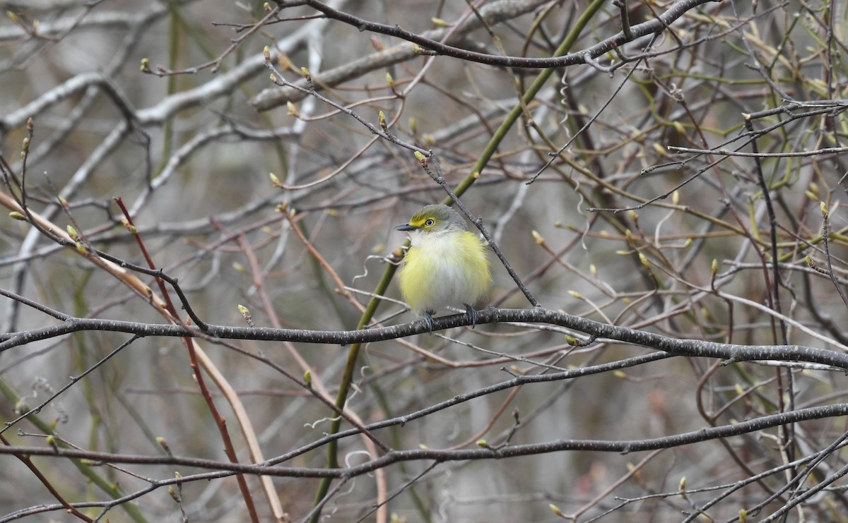 Ak Gözlü Vireo - ML617580286