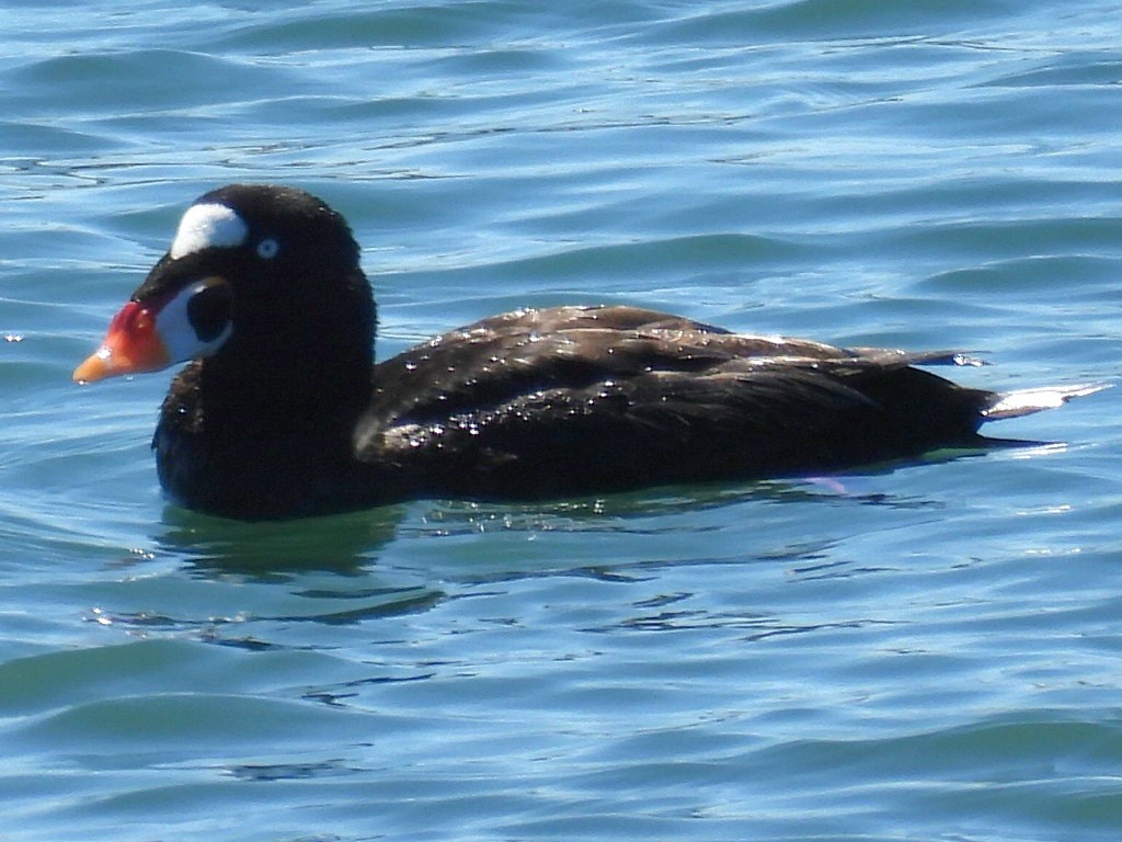 Surf Scoter - ML617580295