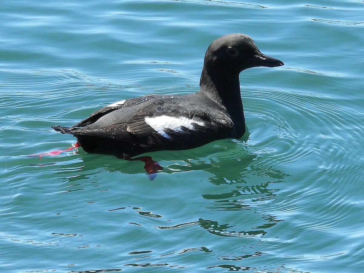 Pigeon Guillemot - ML617580305