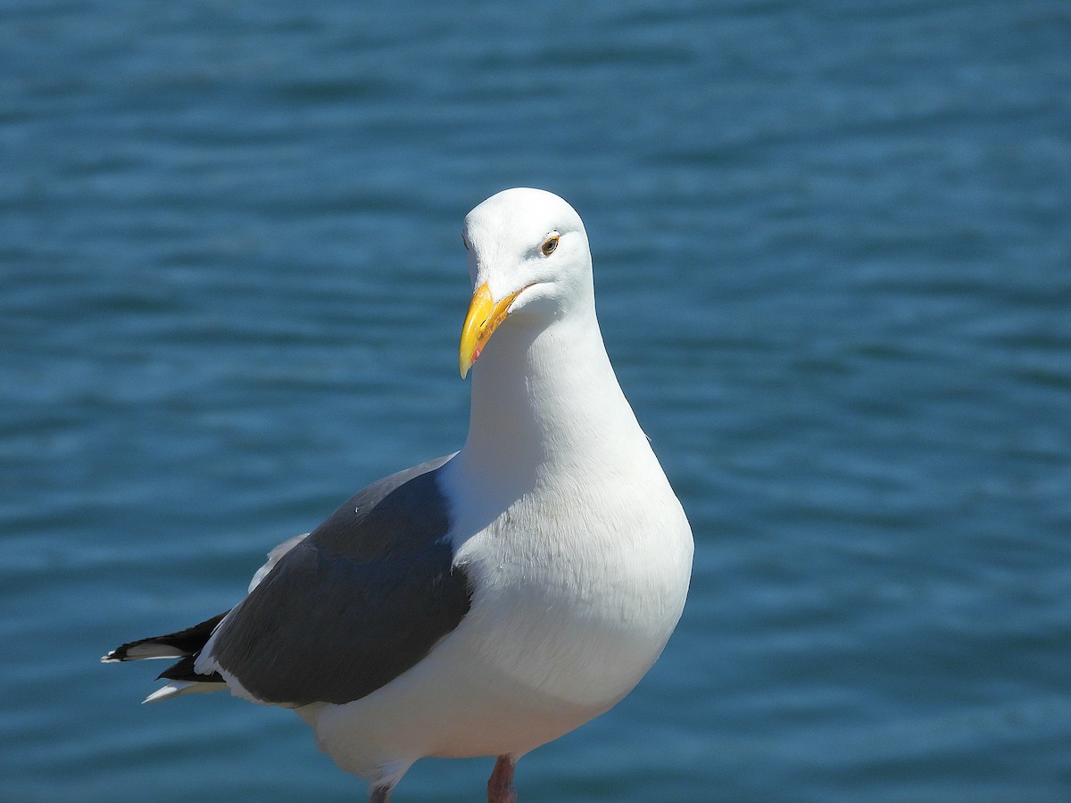 Western Gull - ML617580324