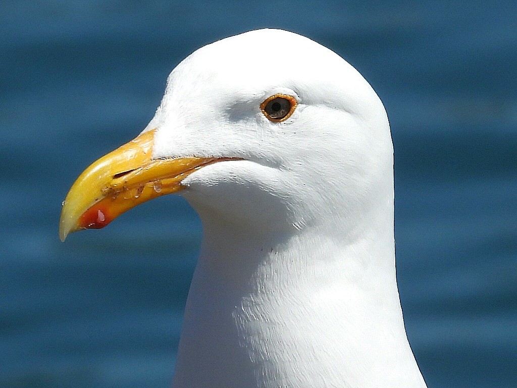 Western Gull - Dean Angiola