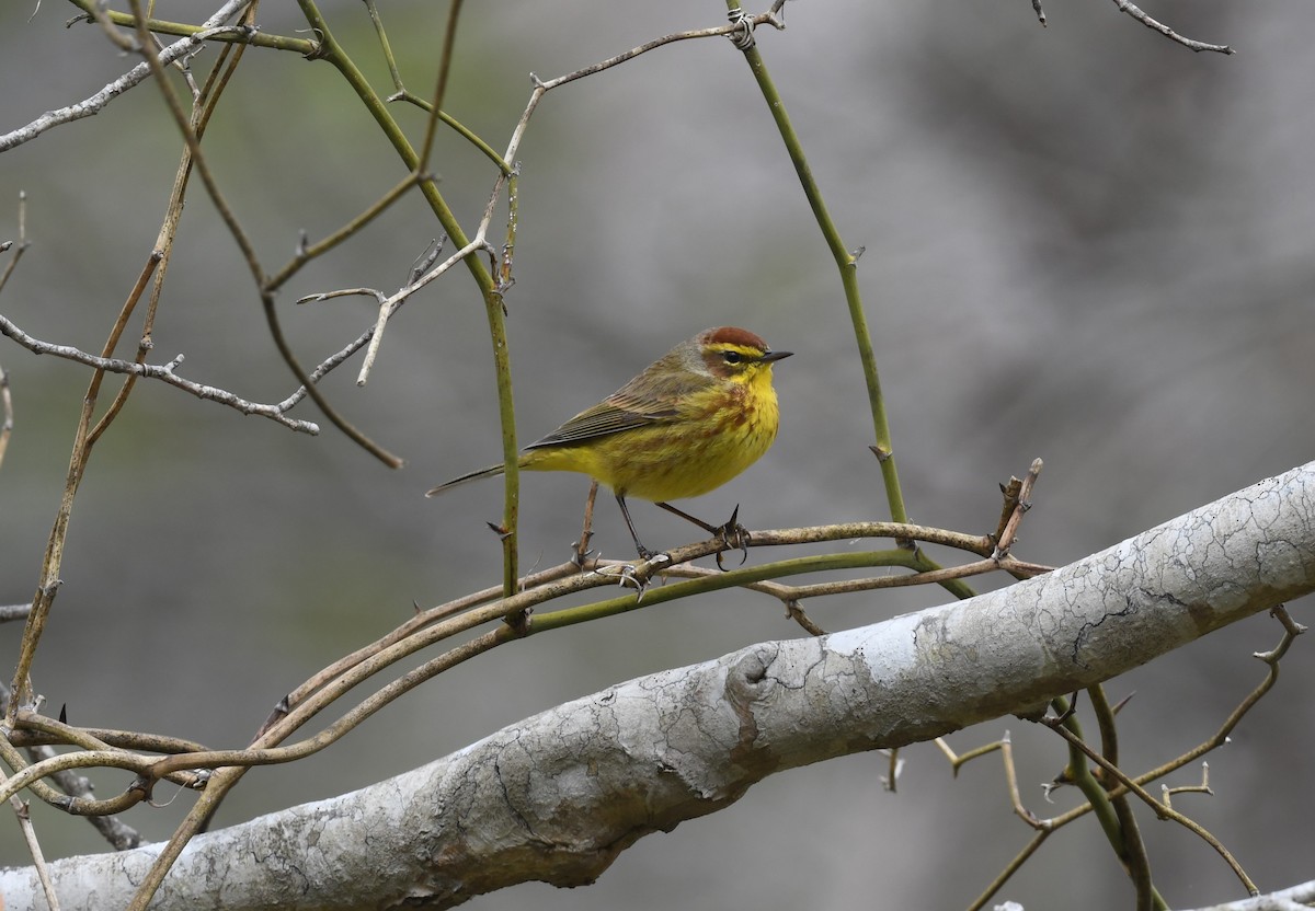 Palm Warbler (Yellow) - Ted Bradford