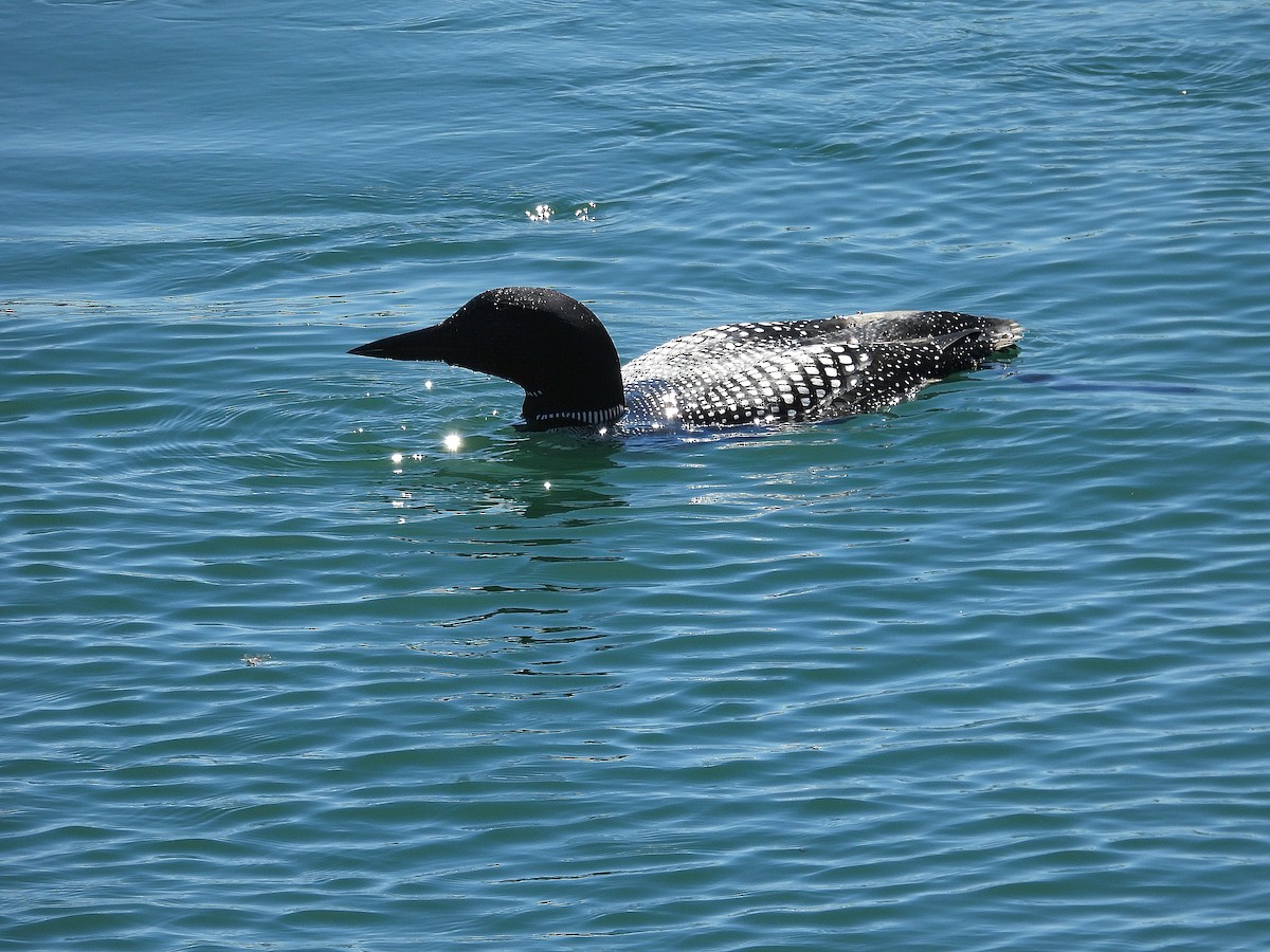 Common Loon - ML617580335