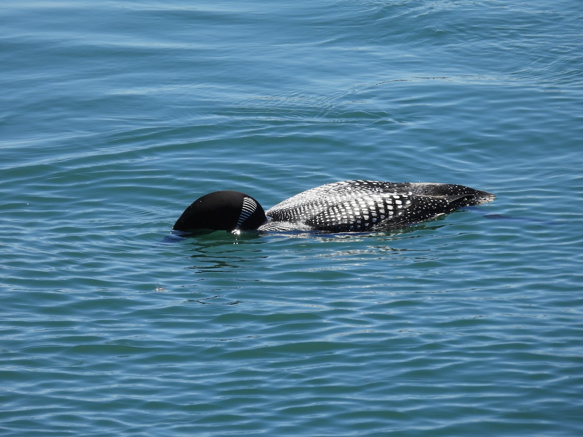 Plongeon huard - ML617580344