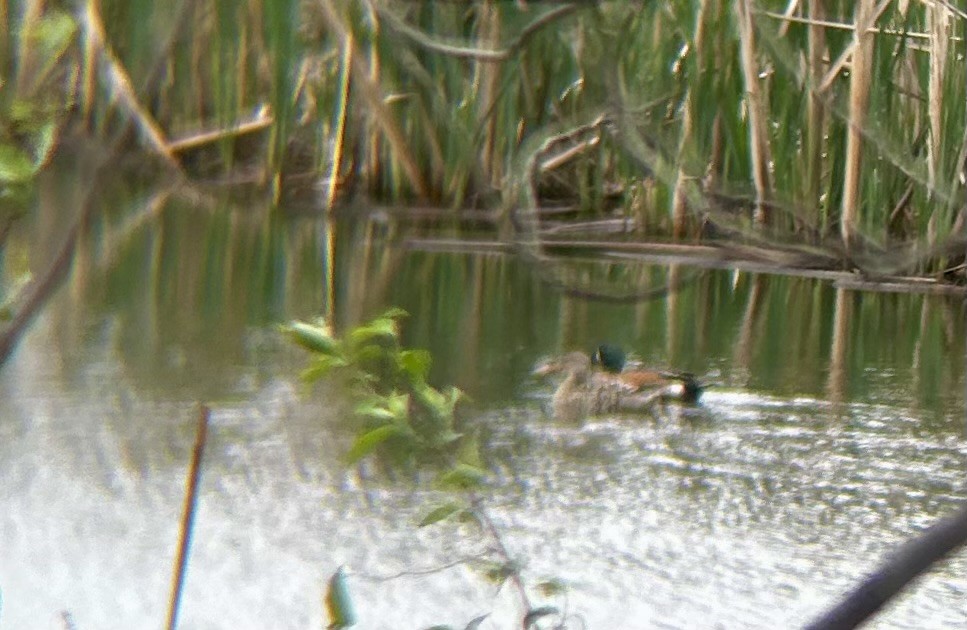 Blue-winged Teal x Northern Shoveler (hybrid) - ML617580348