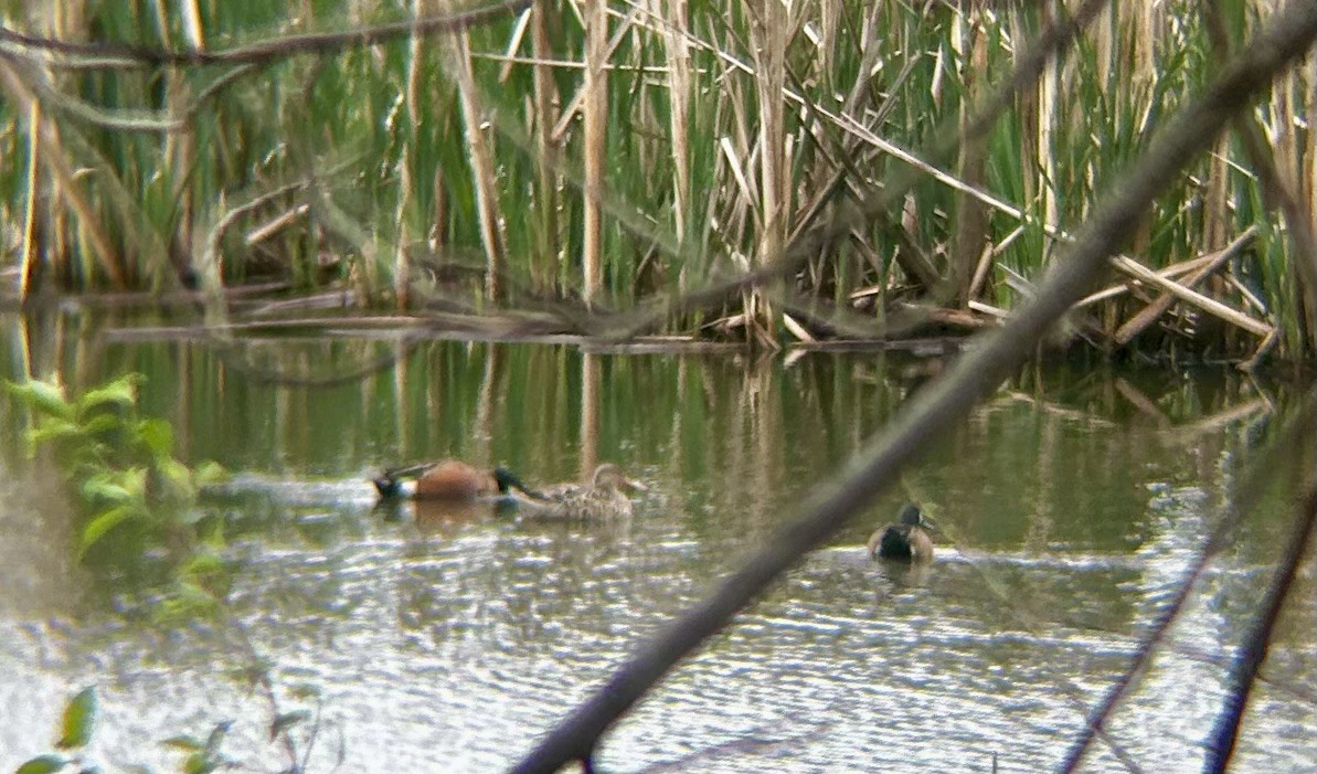 Blue-winged Teal x Northern Shoveler (hybrid) - ML617580349