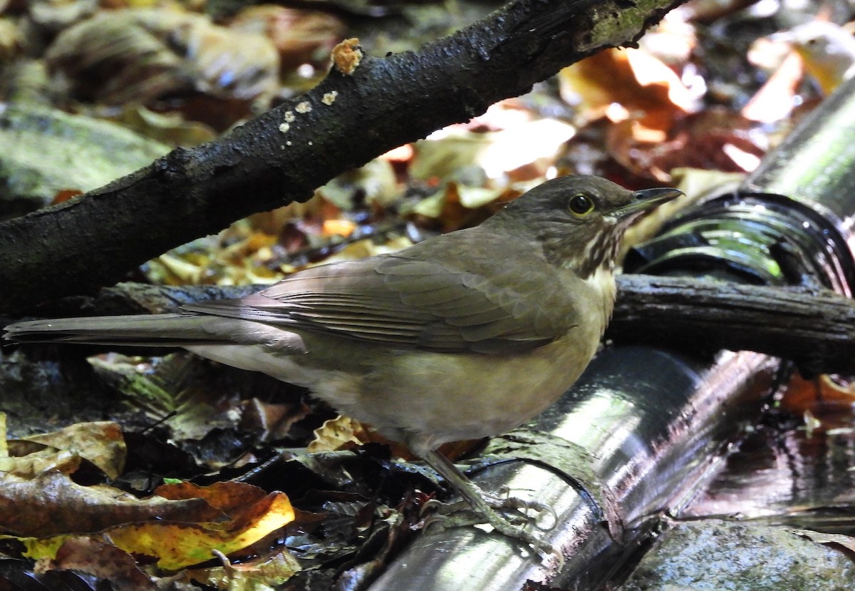 White-throated Thrush - ML617580361