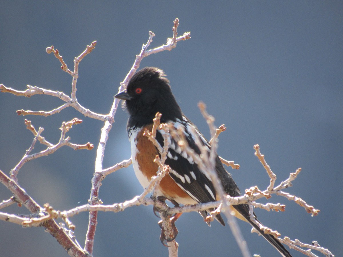 Toquí Moteado (grupo maculatus) - ML617580376