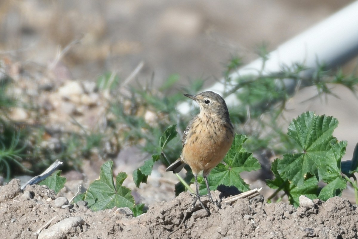 American Pipit - ML617580378