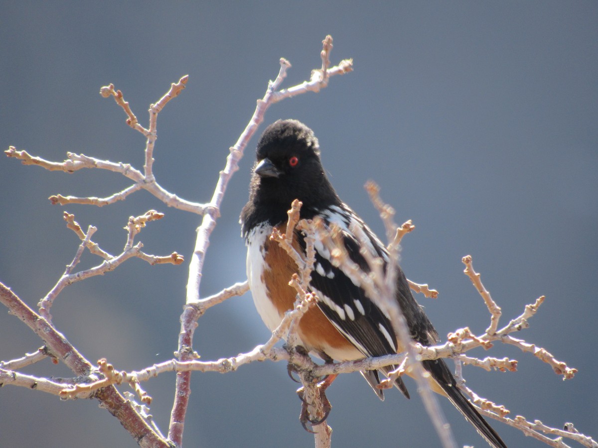 Toquí Moteado (grupo maculatus) - ML617580386