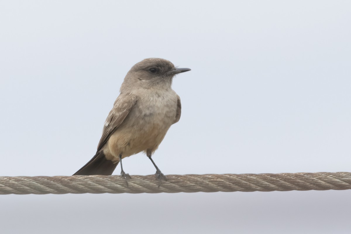 Say's Phoebe - Ted Keyel