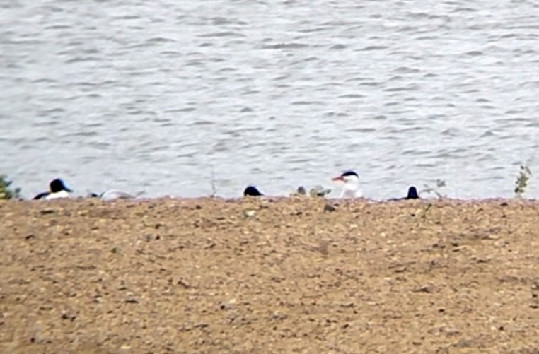 Caspian Tern - ML617580391