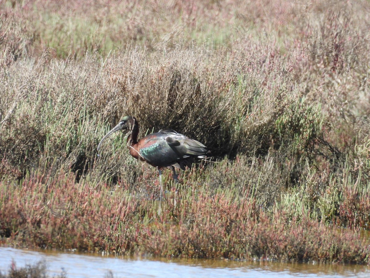 Glossy Ibis - ML617580395