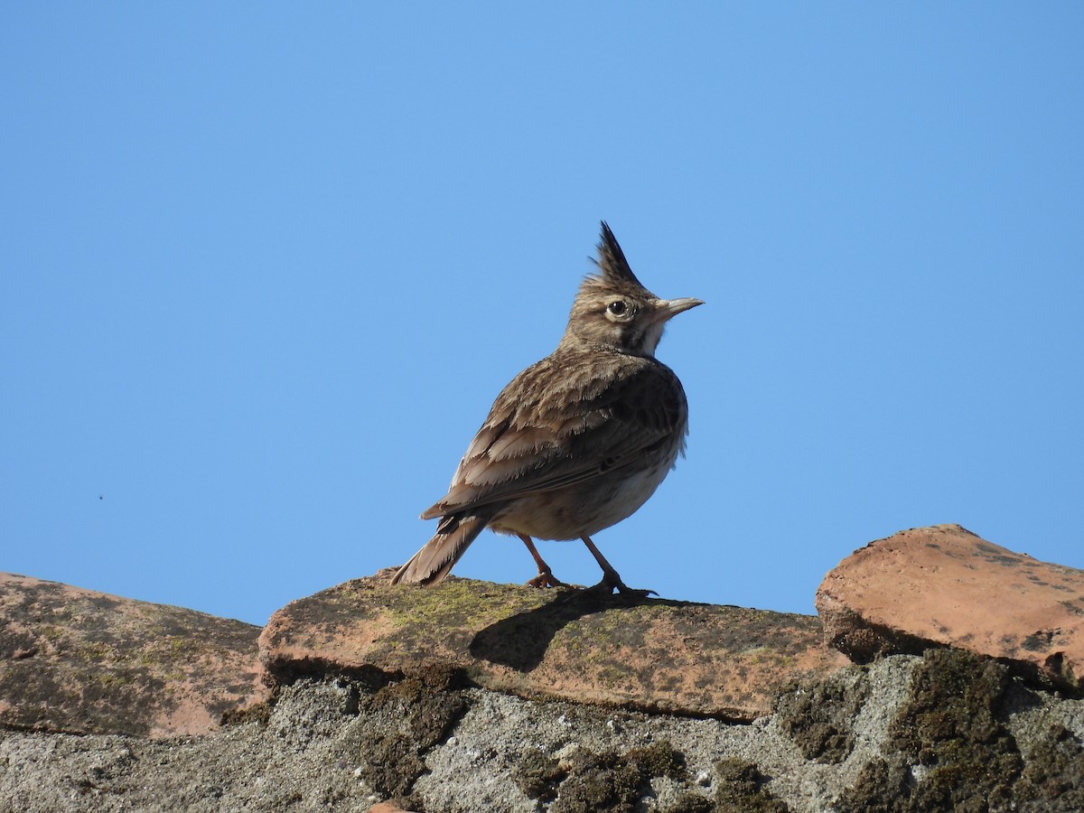 Crested Lark - ML617580414