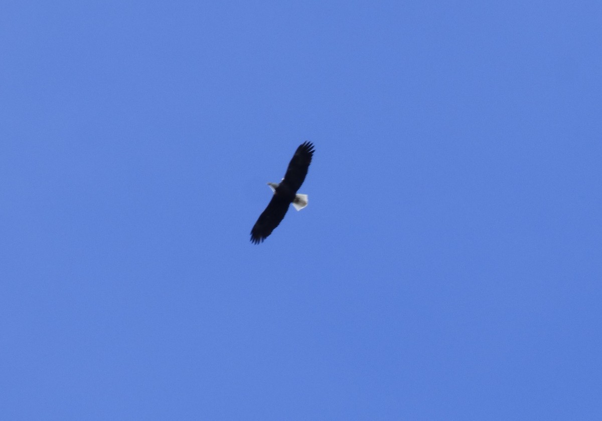 Bald Eagle - ML617580416