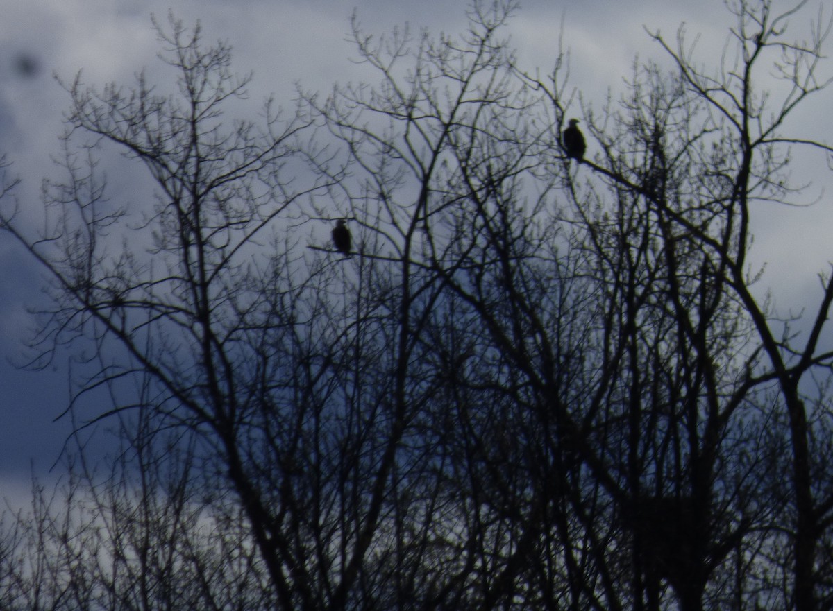 Bald Eagle - ML617580418