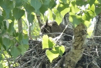 Great Horned Owl - ML617580478