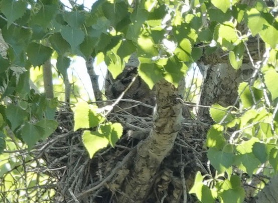 Great Horned Owl - ML617580479