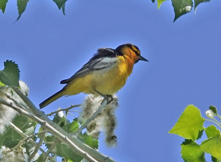 Bullock's Oriole - ML617580519