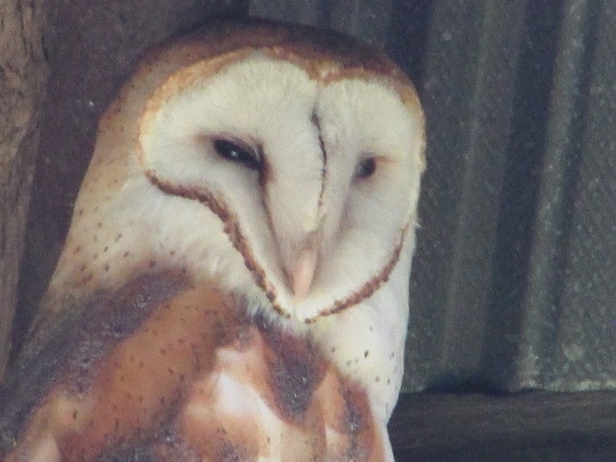 Barn Owl - ML617580551